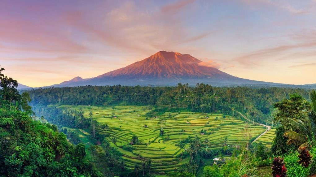 Lush rice terraces with volcano backdrop